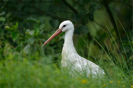 simsearch:700-09245637,k - White Stork (Ciconia ciconia) in Tall Grass Stock Photo - Rights-Managed, Code: 700-06486552