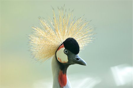 red bird feathers - Close-Up of Grey Crowned Crane's Head and Face (Balearica regulorum) Stock Photo - Rights-Managed, Code: 700-06486560