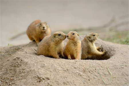 Four Black-tailed Prairie Dogs (Cynomys ludovicianus) at Entrance to Burrow Photographie de stock - Rights-Managed, Code: 700-06486562