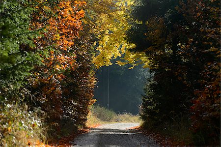fall trees on road - Gravel Road through European Beech Forest in Autumn, Upper Palatinate, Bavaria, Germany Stock Photo - Rights-Managed, Code: 700-06486588