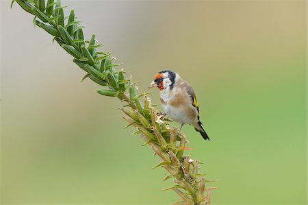 songbird - European Goldfinch (Carduelis carduelis) Perched on Plant Stock Photo - Rights-Managed, Code: 700-06486597