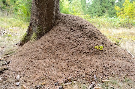 Anthill at Base of Tree, Upper Palatinate, Bavaria, Germany Foto de stock - Con derechos protegidos, Código: 700-06486598