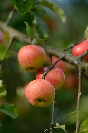 Close-Up of Apples Growing on Tree Branch Foto de stock - Con derechos protegidos, Código: 700-06486591