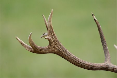 reh - Close-Up of Red Deer (Cervus elaphus) Antler, Bavaria, Germany Foto de stock - Con derechos protegidos, Código: 700-06486593