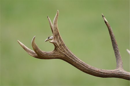 detail - Close-Up of Red Deer (Cervus elaphus) Antler, Bavaria, Germany Foto de stock - Con derechos protegidos, Código: 700-06486593