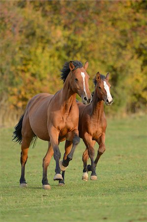 puledrino - Bavarian Warmblood Mare and Foal Running in Field, Bavaria, Germany Fotografie stock - Rights-Managed, Codice: 700-06486606