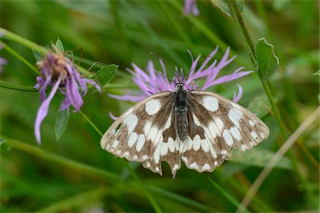 Marbled White Butterfly (Melanargia galathea) on Purple Flower Photographie de stock - Rights-Managed, Code: 700-06486607