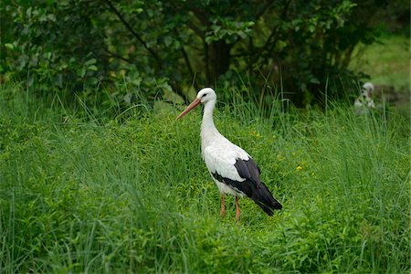 White Stork (Ciconia ciconia) in Tall Grass Foto de stock - Con derechos protegidos, Código: 700-06486608