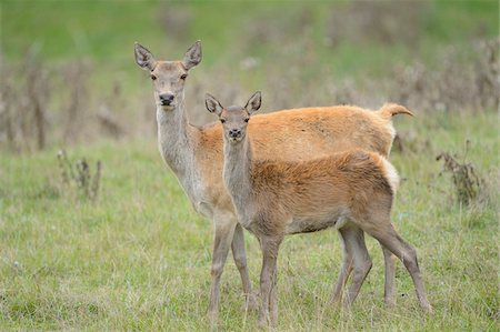 poilu (animal) - Red Deer (Cervus elaphus) Fawn with Mother, Bavaria, Germany Photographie de stock - Rights-Managed, Code: 700-06486601