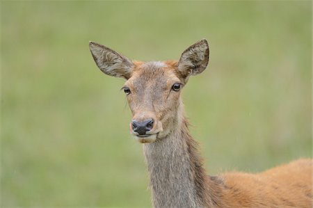 peludo - Close-Up of Red Deer (Cervus elaphus), Bavaria, Germany Foto de stock - Con derechos protegidos, Código: 700-06486602