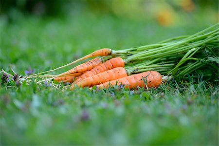 simsearch:700-06334366,k - Bunch of Harvested Carrots Lying on Grass, Bavaria, Germany, Europe Foto de stock - Con derechos protegidos, Código: 700-06505724