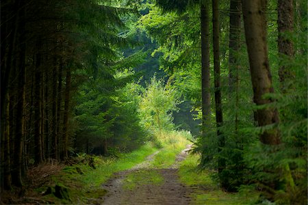 strada sterrata - Road Through Forest, Upper Palatinate, Bavaria, Germany Fotografie stock - Rights-Managed, Codice: 700-06505726