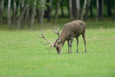 red deer side profile - Red deer (Cervus elaphus) Grazing in Forest Clearing, Bavaria, Germany Stock Photo - Rights-Managed, Code: 700-06505722