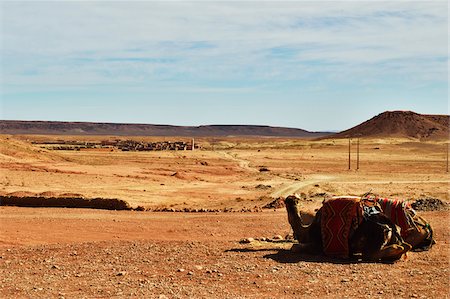 Camels lying down in the desert, Ait Benhaddou, Morocco, Africa Stock Photo - Rights-Managed, Code: 700-06505756