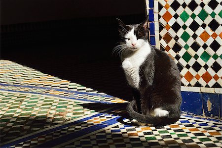 Portrait of Cat Sitting in Sun Beam on Tiled Floor, Bahia Palace, Medina, Marrakesh, Morocco, Africa Foto de stock - Con derechos protegidos, Código: 700-06505750