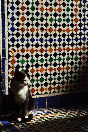 sleeping cats - Portrait of Cat Sleeping in Sun Beam in front of Tiled Wall, Bahia Palace, Medina, Marrakesh, Morocco, Africa Photographie de stock - Rights-Managed, Code: 700-06505751