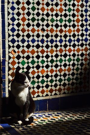 patterned tiles - Portrait of Cat Sleeping in Sun Beam in front of Tiled Wall, Bahia Palace, Medina, Marrakesh, Morocco, Africa Stock Photo - Rights-Managed, Code: 700-06505751