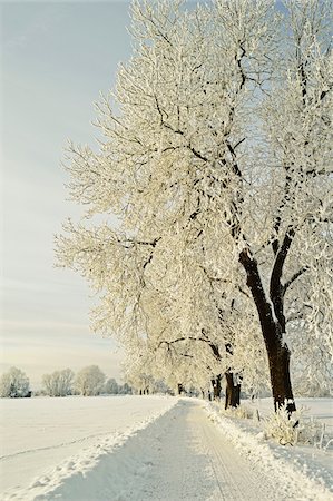 simsearch:600-03435340,k - Hoar Frost Beech Trees Lining Road Through Snow Covered Field in Winter, near Villingen-Schwenningen, Schwarzwald-Baar, Baden-Wuerttemberg, Germany Foto de stock - Con derechos protegidos, Código: 700-06505788