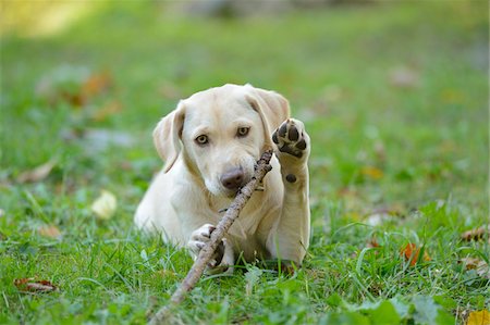 puppy outdoors - Golden Labrador Retriever Puppy Lying on Grass and Chewing on Stick, Upper Palatinate, Bavaria, Germany Stock Photo - Rights-Managed, Code: 700-06505807