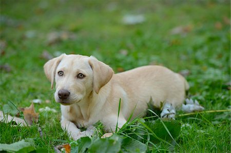 simsearch:700-06936072,k - Golden Labrador Retriever Puppy Lying on Grass, Upper Palatinate, Bavaria, Germany Photographie de stock - Rights-Managed, Code: 700-06505809