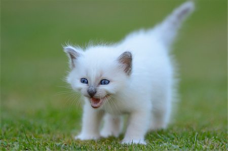 shallow depth of field - One Birman Kitten Meowing Outdoors on Grass Photographie de stock - Rights-Managed, Code: 700-06505810