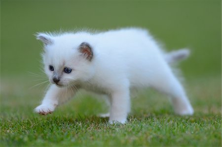 shallow depth of field - One White Birman Kitten Taking a Step Outdoors on Grass Photographie de stock - Rights-Managed, Code: 700-06505811