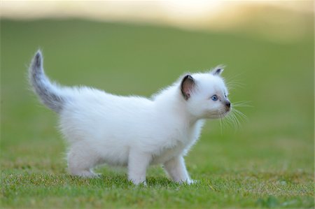 simsearch:649-07065146,k - Side View of One White Birman Kitten Looking Up Outdoors Standing on Grass Foto de stock - Con derechos protegidos, Código: 700-06505813