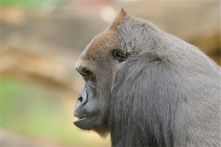 Close-Up of Western Lowland Gorilla Stockbilder - Lizenzpflichtiges, Bildnummer: 700-06512678