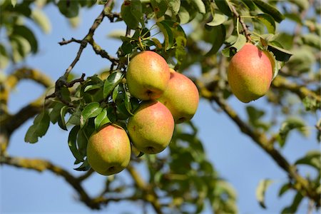 fruit tree - Close-Up of Pears Growing on Tree Stock Photo - Rights-Managed, Code: 700-06512685