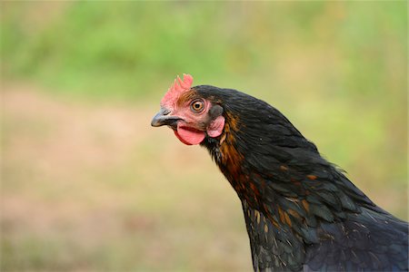 Close-Up Profile View of Domestic Chicken (Gallus gallus domesticus) Stock Photo - Rights-Managed, Code: 700-06512687