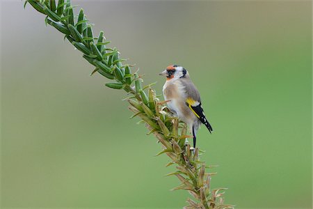 pájaro cantor - European Goldfinch (Carduelis carduelis) on Branch Foto de stock - Con derechos protegidos, Código: 700-06512688