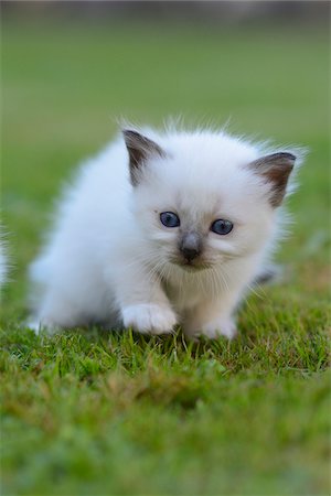 shallow depth of field - Birman Kitten Outdoors on Grass Foto de stock - Con derechos protegidos, Código: 700-06512680