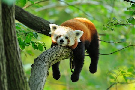 en peligro de extinción - Red Panda (Ailurus fulgens) Lying on Tree Branch Foto de stock - Con derechos protegidos, Código: 700-06512696
