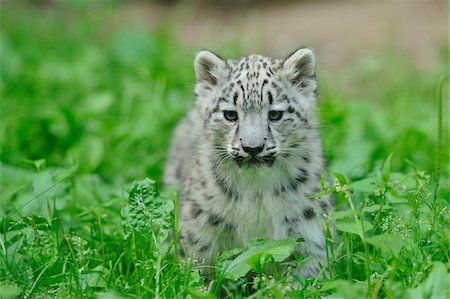 Snow Leopard (uncia uncia) Cub in Long Grass Fotografie stock - Rights-Managed, Codice: 700-06512692