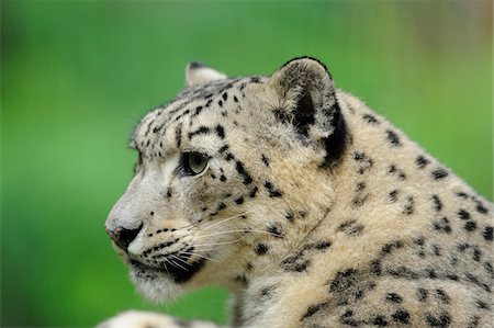 Close-Up Profile of Snow Leopard Face (uncia uncia) Foto de stock - Con derechos protegidos, Código: 700-06512693