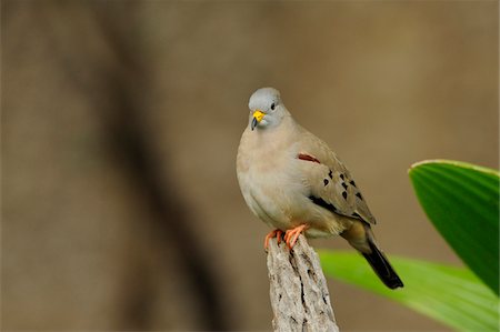 Croaking Ground Dove (Columbina cruziana) Perched on Branch Photographie de stock - Rights-Managed, Code: 700-06512703