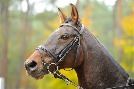 Close-Up of Bavarian Warmblood Horse Outdoors in Autumn Stock Photo - Rights-Managed, Code: 700-06512871