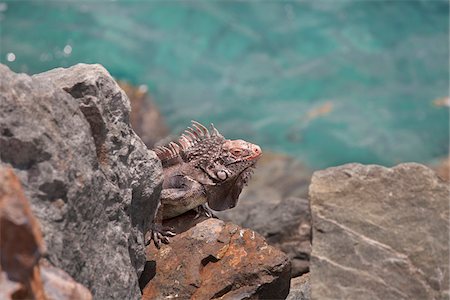saint thomas - Green iguana on rocks, Saint Thomas, Caribbean, US Virgin Islands Foto de stock - Direito Controlado, Número: 700-06531691