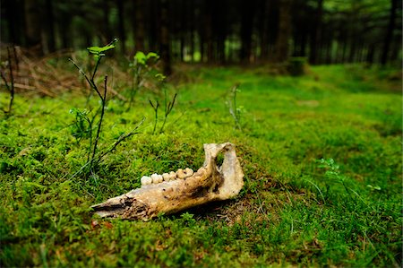 day of the dead - Decaying Jaw Bone on Moss-Covered Forest Floor Stock Photo - Rights-Managed, Code: 700-06531719