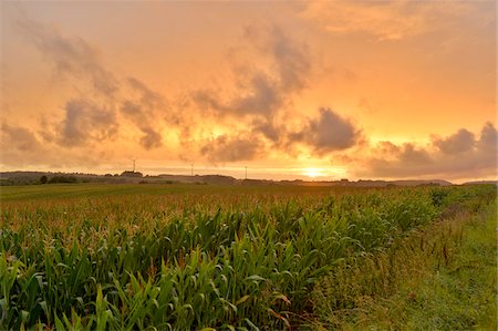 farm dusk crops - Sweet Corn Field with Wind Turbines in Distance at Sunset, Upper Palatinate, Bavaria, Germany Stock Photo - Rights-Managed, Code: 700-06531723