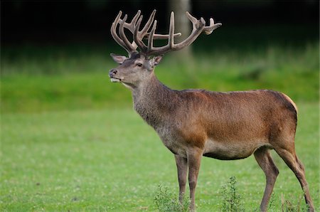 Side View of Red Deer (Cervus elaphus) Stag with Antlers Standing in Clearing Stock Photo - Rights-Managed, Code: 700-06531796