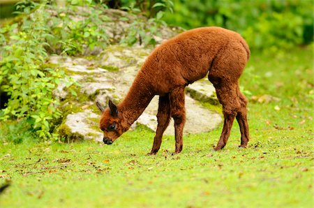 Side View of Young Brown Llama (Lama glama) Eating Grass Photographie de stock - Rights-Managed, Code: 700-06531797