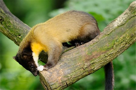 simsearch:700-06752450,k - Yellow-Throated Marten (Martes flavigula) in Tree Stock Photo - Rights-Managed, Code: 700-06531799