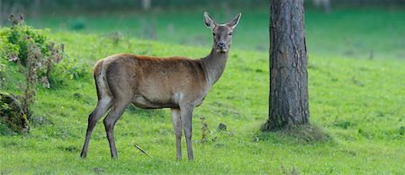 rothirsch - Red Deer (Cervus elaphus) Standing in Clearning and Looking Towards Camera Stockbilder - Lizenzpflichtiges, Bildnummer: 700-06531792