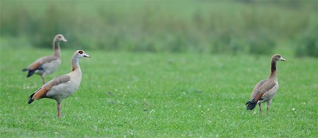 Panoramic View of Three Egyptian Geese (Alopochen aegyptiacus) Standing in Field Foto de stock - Con derechos protegidos, Código: 700-06531802