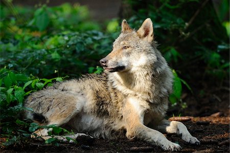 Eurasian Gray Wolf (Canis lupus lupus) Lying Down in Sun Foto de stock - Con derechos protegidos, Código: 700-06531817