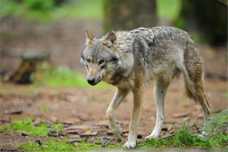 simsearch:700-06531817,k - Eurasian Gray Wolf (Canis lupus lupus) Walking in Forest and Looking at Camera Fotografie stock - Rights-Managed, Codice: 700-06531818