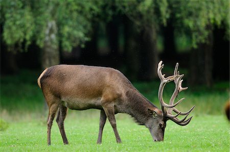 european red deer - Side View of Red Deer (Cervus elaphus) Stag with Antlers Eating Grass in Clearing Stock Photo - Rights-Managed, Code: 700-06531810