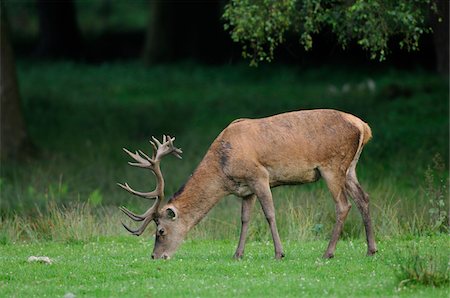 Side View of Red Deer (Cervus elaphus) Stag Eating Grass in Clearing Stock Photo - Rights-Managed, Code: 700-06531811