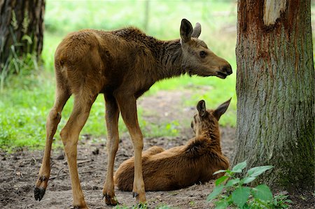 Two Moose Calves near Tree (Alces alces) Stock Photo - Rights-Managed, Code: 700-06531824